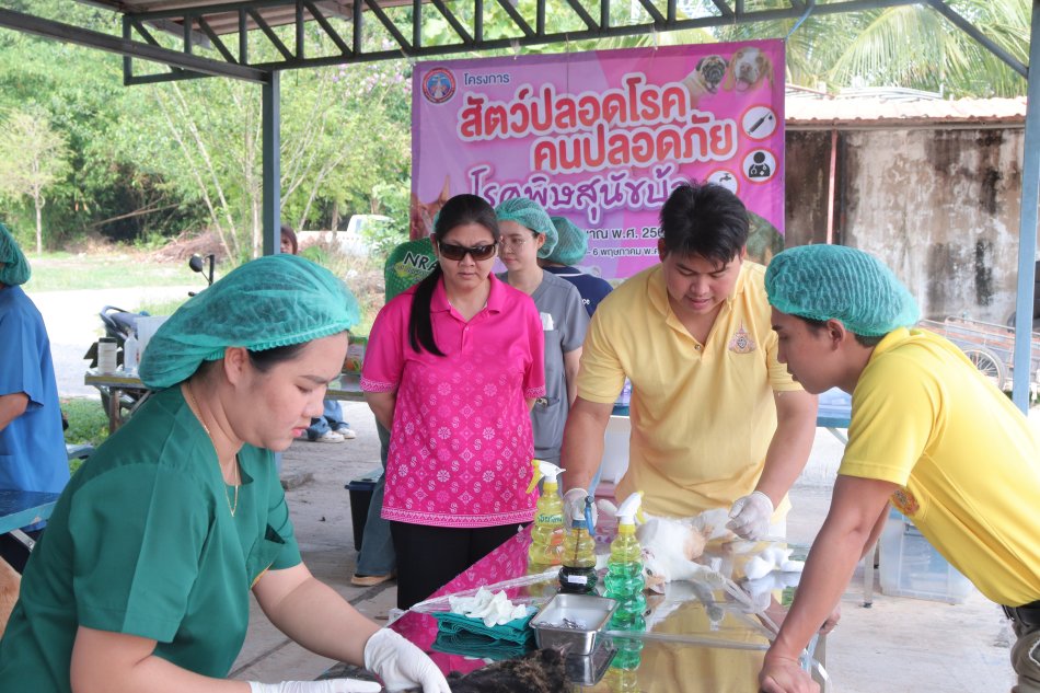 ทำหมันสุนัขและแมว โครงการสัตว์ปลอดโรคคนปลอดภัยจากโรคพิษสุนัขบ้า ปีงบประมาณ ๒๕๖๘